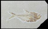 Bargain, Diplomystus Fossil Fish - Wyoming #88548-1